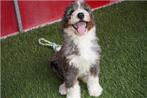 Skipper - puppy for sale