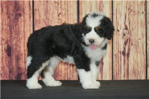 Allie - puppy for sale