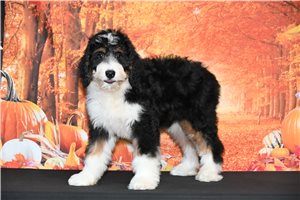 Paris - Bernedoodle for sale