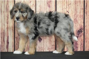 Bailey - Bernedoodle for sale