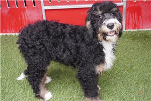 Carrie - Bernedoodle for sale