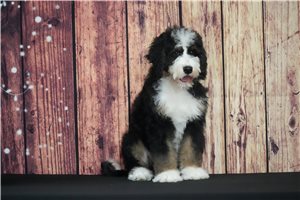 Koda - Bernedoodle for sale