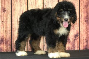 Wonton - Bernedoodle for sale