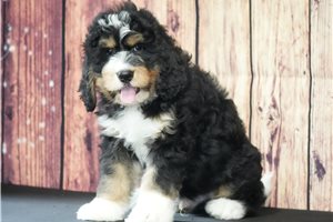 Titan - Bernedoodle for sale