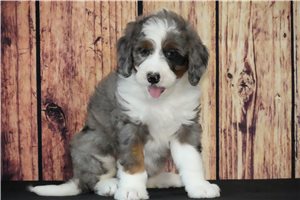 Cedar - Bernedoodle for sale