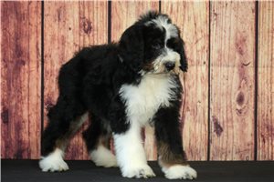 Pumpkin - Bernedoodle for sale