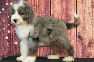Wyatt - Bernedoodle for sale