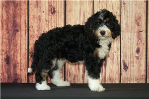 Sarina - Bernedoodle for sale