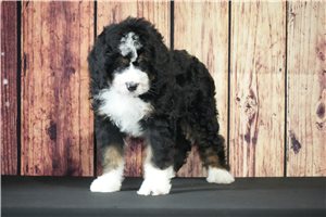 Dexter - Bernedoodle for sale