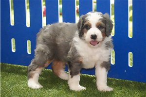 Simone - Bernedoodle for sale