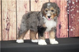 Deven - Bernedoodle for sale