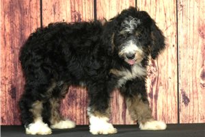 Rose - Bernedoodle for sale
