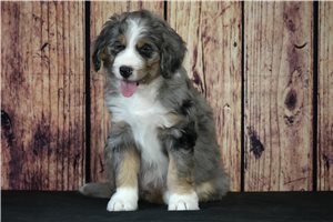 Maddie - puppy for sale