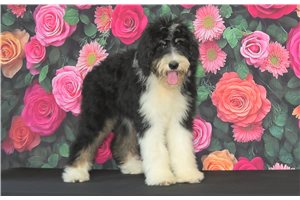 Helvita - Bernedoodle for sale