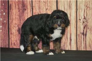 Monty - puppy for sale