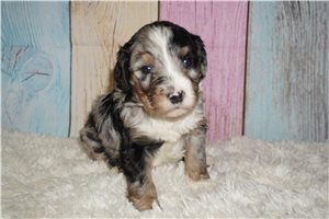 Maizie - puppy for sale