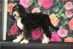 Sarina - Bernedoodle for sale