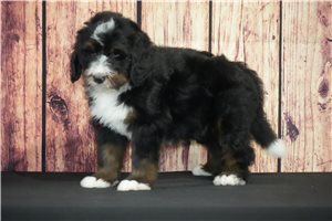 Wilhelm - Bernedoodle for sale