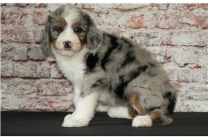 Yessica - puppy for sale
