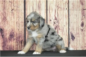 Bailey - Bernedoodle for sale