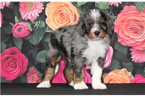Alfie - Bernedoodle for sale