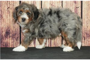 Mikey - Bernedoodle for sale
