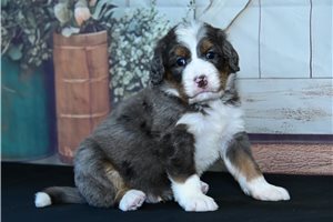 Stevie - puppy for sale