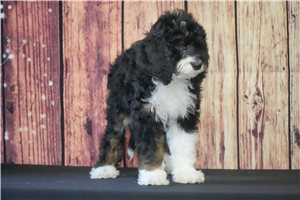 Sadie - Bernedoodle for sale