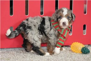 Piper - puppy for sale