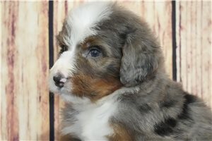 Magnum - Bernedoodle for sale
