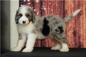 Rudy - Bernedoodle for sale