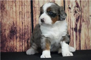 Cedar - Bernedoodle for sale
