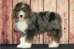 Bruin - puppy for sale