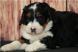 Paris - Bernedoodle for sale