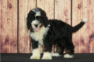 Zebo - Bernedoodle for sale