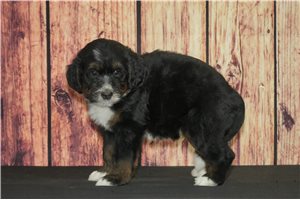 Harvey - puppy for sale