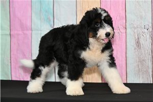 Bambi - Bernedoodle for sale