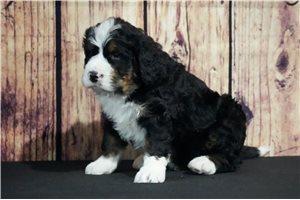 Dexter - puppy for sale