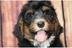 Otis - Bernedoodle for sale