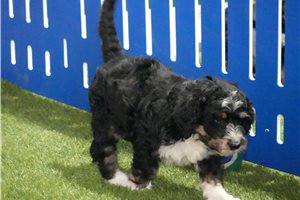 Shadow - Bernedoodle for sale