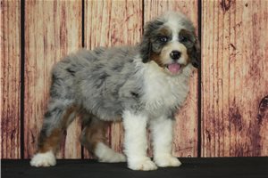 Ilene - Bernedoodle for sale
