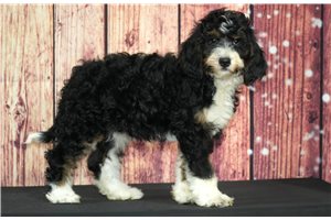 Sarina - Bernedoodle for sale