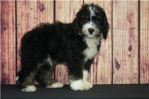 Tito - puppy for sale
