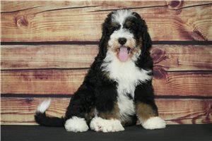 Loki - Bernedoodle for sale