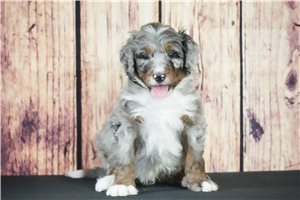 Quinley - Bernedoodle for sale