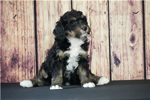 Sidney - Bernedoodle for sale