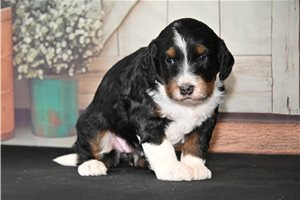 Tessa - puppy for sale