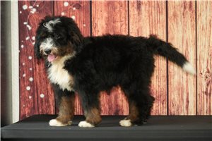 Wilhelm - puppy for sale