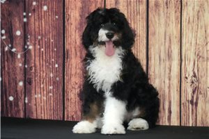 Sadie - Bernedoodle for sale