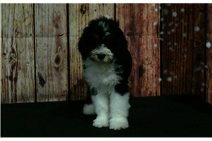 Helvita - Bernedoodle for sale